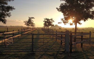 Camping-Hakehoeve-Ellemeet-Schouwen-Duiveland-Zeeland-13-ogv43ta0q8hy44lpiyvnfe349suj3dldfm5y9ta2tg